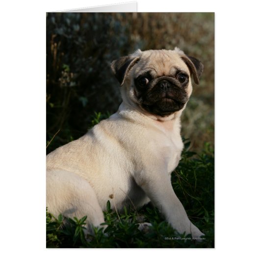Fawn Pug Puppy Sitting Cards (Front)