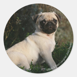 Fawn Pug Puppy Sitting Classic Round Sticker