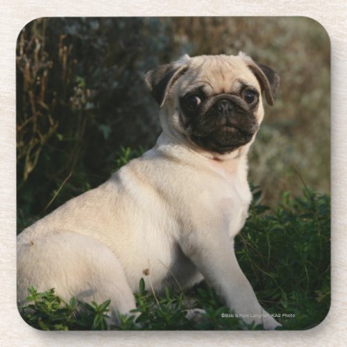 Fawn Pug Puppy Sitting Coaster