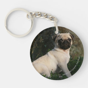 Fawn Pug Puppy Sitting Keychain