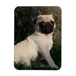 Fawn Pug Puppy Sitting Magnet