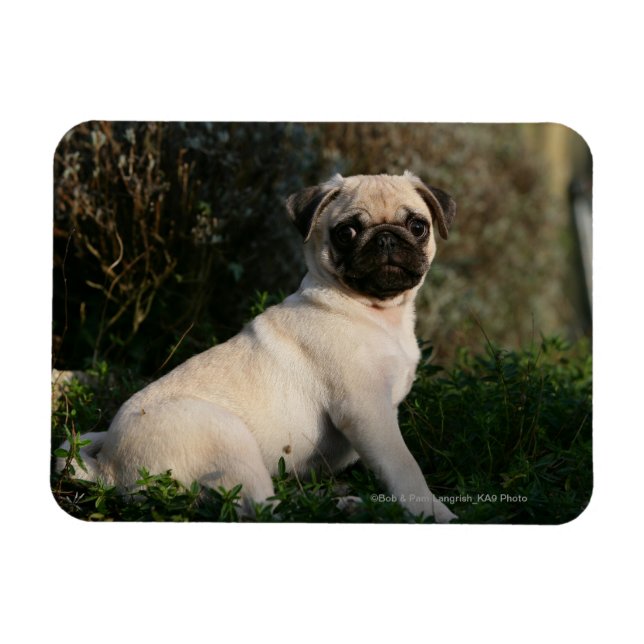 Fawn Pug Puppy Sitting Magnet (Horizontal)