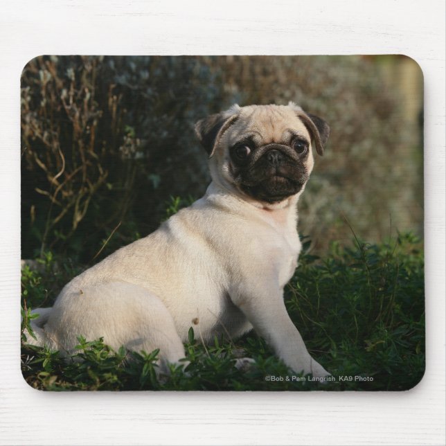 Fawn Pug Puppy Sitting Mouse Pad (Front)