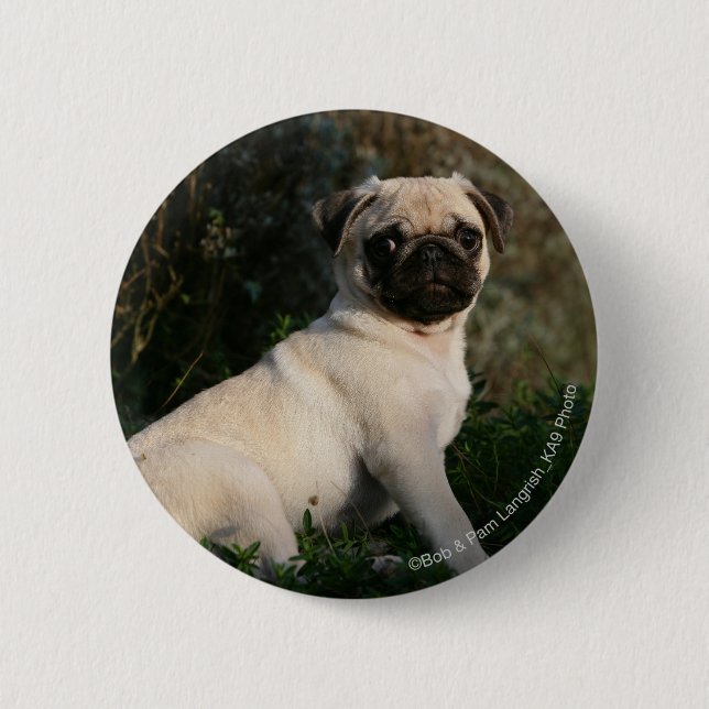 Fawn Pug Puppy Sitting Pinback Button (Front)