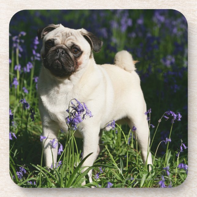 Fawn Pug Standing in the Bluebells Beverage Coaster (Front)