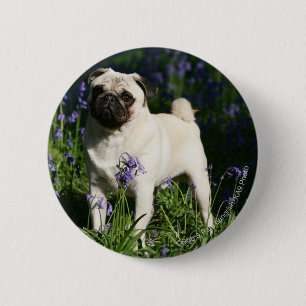 Fawn Pug Standing in the Bluebells Button