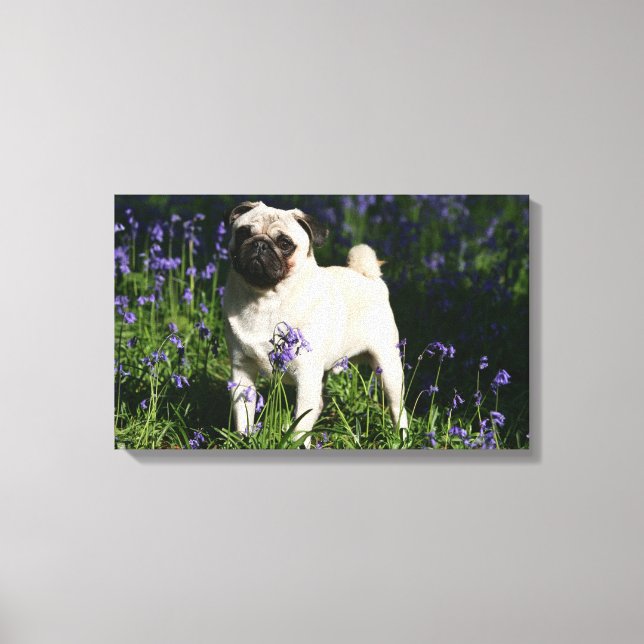 Fawn Pug Standing in the Bluebells Canvas Print (Front)