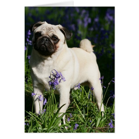 Fawn Pug Standing in the Bluebells Cards (Front)