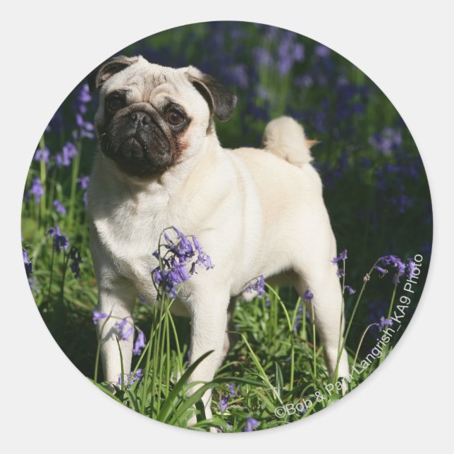 Fawn Pug Standing in the Bluebells Classic Round Sticker (Front)