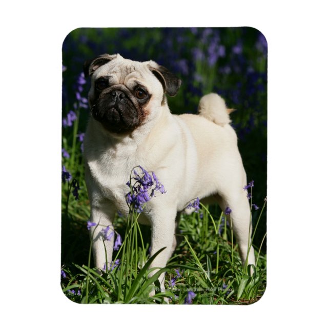 Fawn Pug Standing in the Bluebells Magnet (Vertical)