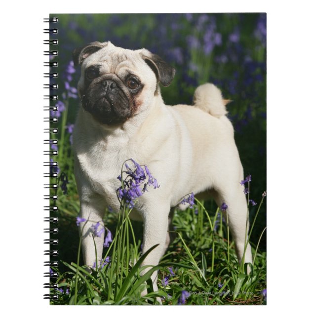 Fawn Pug Standing in the Bluebells Notebook (Front)