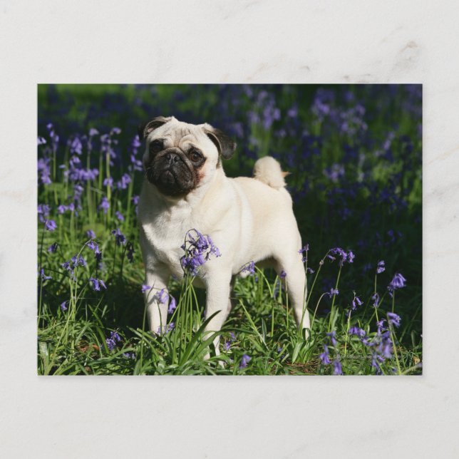 Fawn Pug Standing in the Bluebells Postcard (Front)
