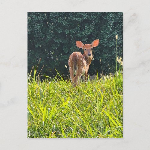 Fawn Standing in the Grass Postcard
