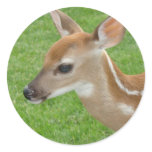 Fawn Sticker