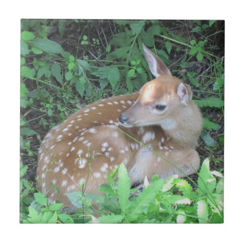 Fawn Trivet