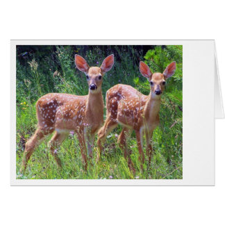 Fawn Twins in the Hawkweed Cards