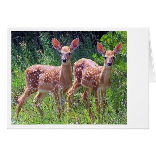 Fawn Twins in the Hawkweed Cards (Front Horizontal)
