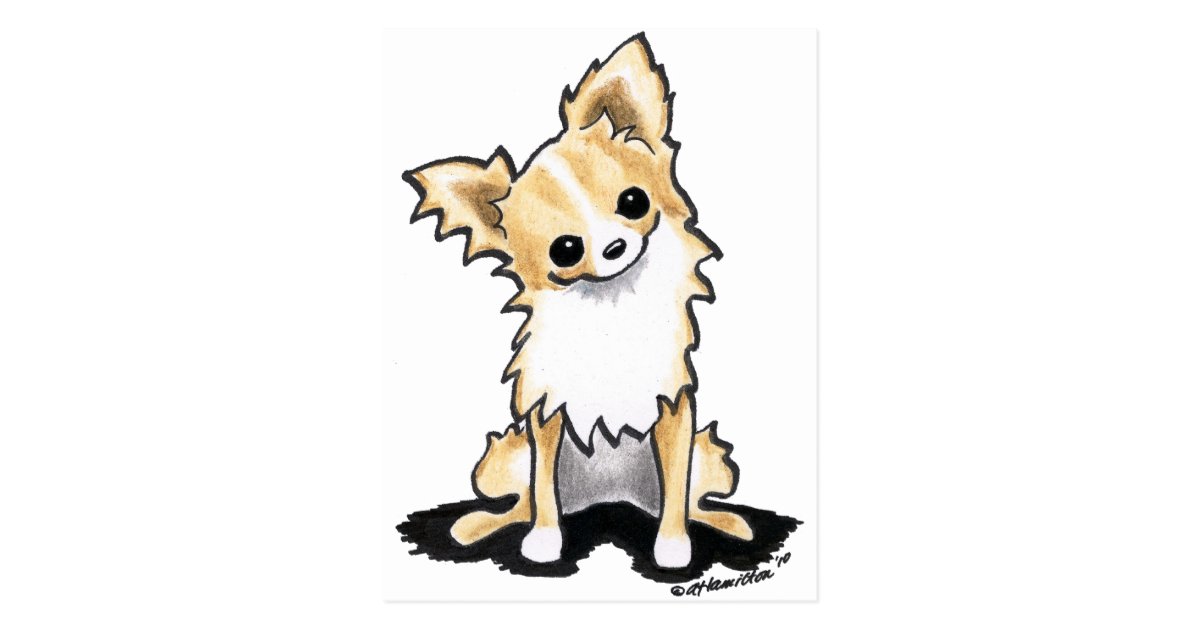 Fawn White Longhair Chihuahua Sit Pretty Postcard Zazzle Com