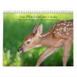 Fawn (white-tailed Deer) 2024 Calendar at Zazzle
