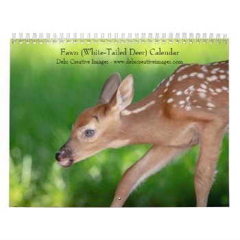 Fawn (white-tailed Deer) 2024 Calendar by debscreative at Zazzle