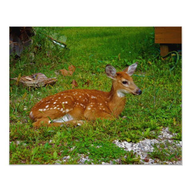 fawn whitetail deer photo print (Front)