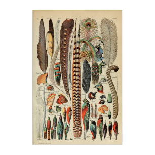 Feather Bird Wildlife Antique Feathers Acrylic Print