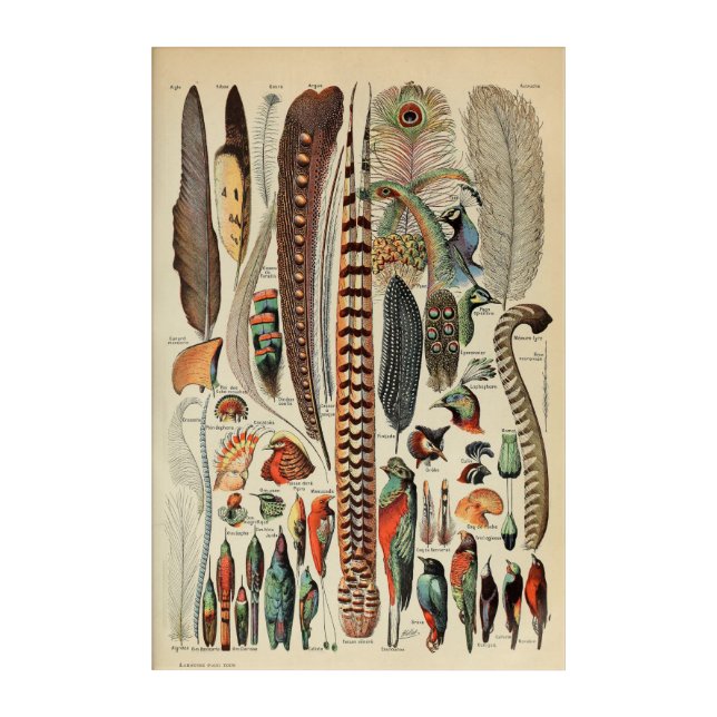 Feather Bird Wildlife Antique Feathers Acrylic Print (Front)