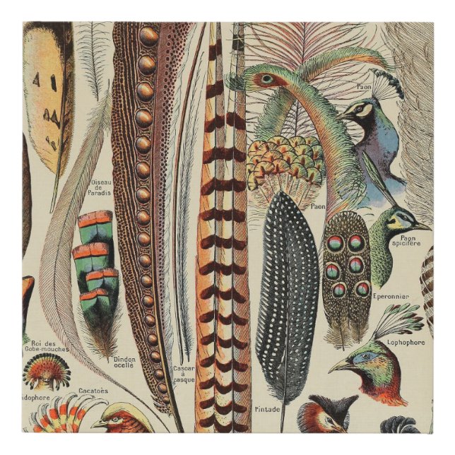 Feather Bird Wildlife Antique Feathers Faux Canvas Print (Front)
