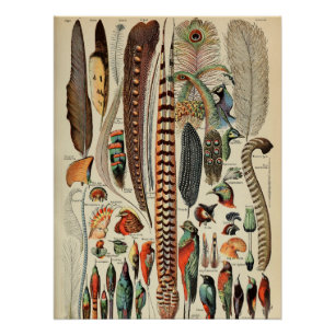 Feather Bird Wildlife Antique Feathers Poster