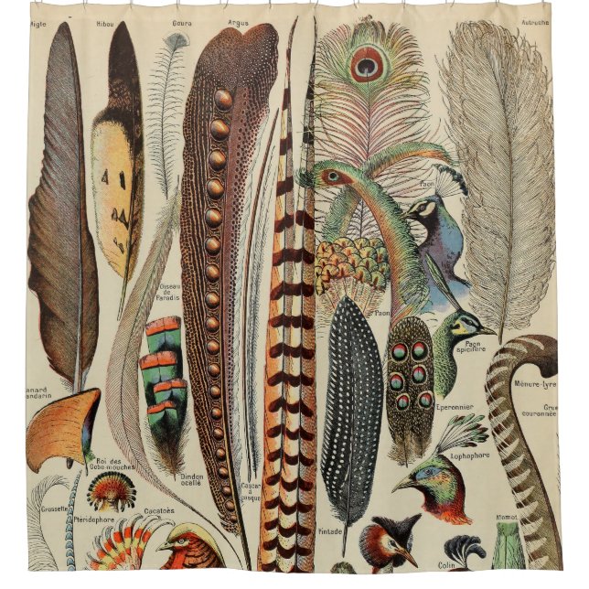 Feather Bird Wildlife Antique Feathers Shower Curtain (Front)