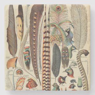 Feather Bird Wildlife Antique Feathers Stone Coaster