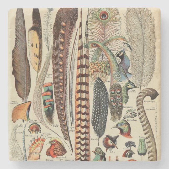 Feather Bird Wildlife Antique Feathers Stone Coaster (Front)
