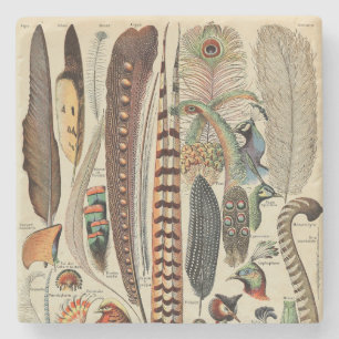 Feather Bird Wildlife Antique Feathers Stone Coaster