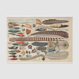 Feather Bird Wildlife Antique Feathers Tissue Paper