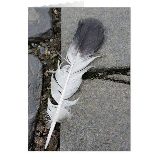 feather on pavement cards (Front)
