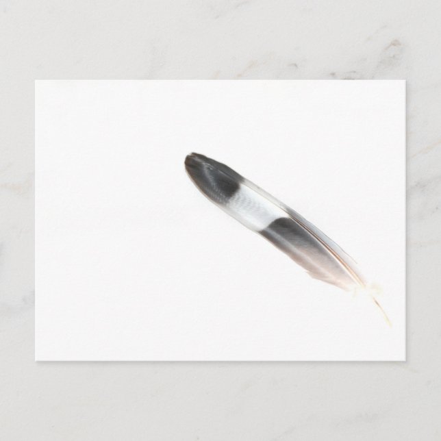 Feather Postcard (Front)