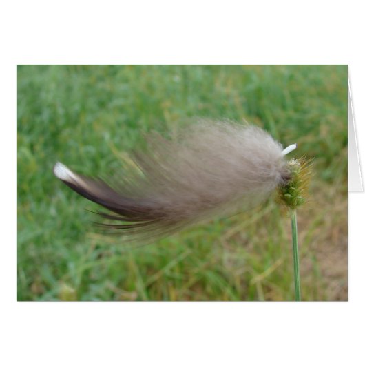 Feather Stuck On Grass Cards (Front Horizontal)