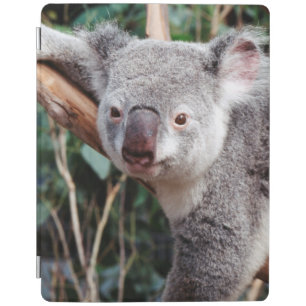 Featherdale Wildlife Park, Koala Bears iPad Smart Cover