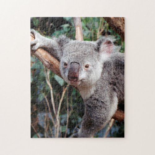 Featherdale Wildlife Park Koala Bears Jigsaw Puzzle