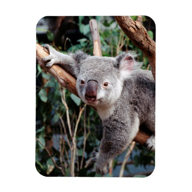 Featherdale Wildlife Park, Koala Bears Magnet (Vertical)