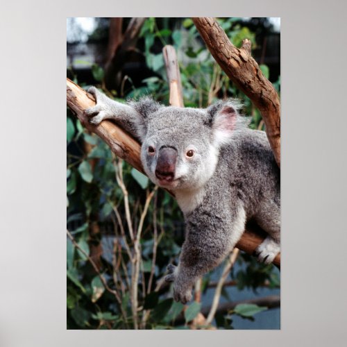 Featherdale Wildlife Park Koala Bears Poster