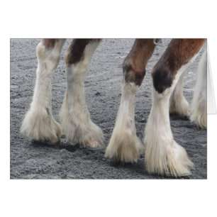 Feathered Feet (Blank Inside) Cards