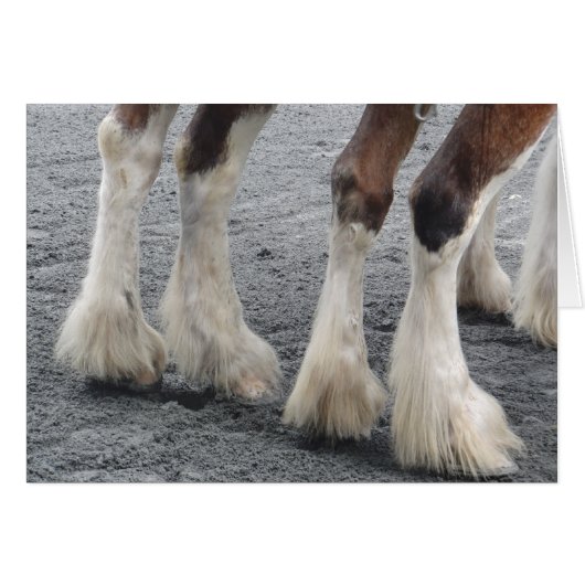 Feathered Feet (Blank Inside) Cards (Front Horizontal)