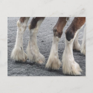 Feathered Feet Postcard