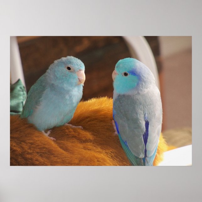 Feathered Friends Blue Pacific Parrotlets Bird Art Poster (Front)