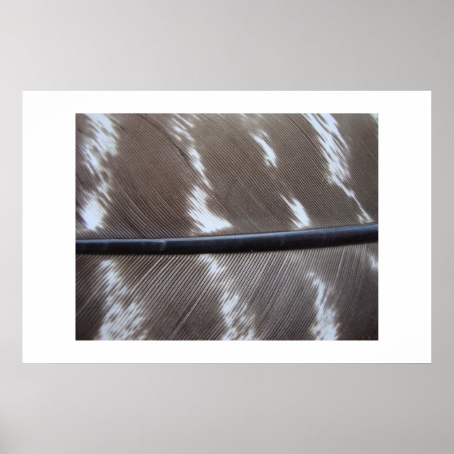 featherphoto 007 poster (Front)