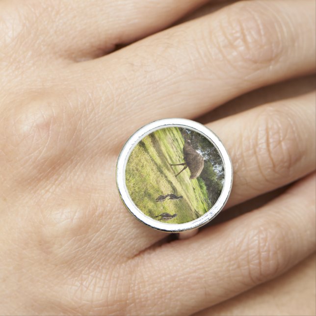 "Feathers and Footsteps: Father Emu With Chicks Ring (In Situ)