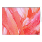 Feathers of Flamingo_ (Front Horizontal)
