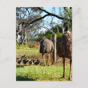 "Feathers of Pride: Emu Parents with Their Chicks" Postcard