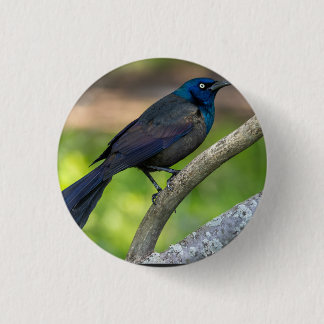 Feathers of Steel. Grackle Button